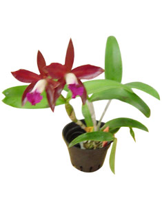 Lan Cattleya mini HV-GO-6028 (ID: HV-GO-6028) 