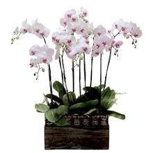 7 white phalaenopsis stems plant HV-T-4071 (ID: HV-T-4071) 